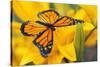 Butterfly-null-Stretched Canvas