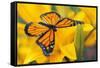 Butterfly-null-Framed Stretched Canvas