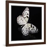 Butterfly-Sean Justice-Framed Photographic Print