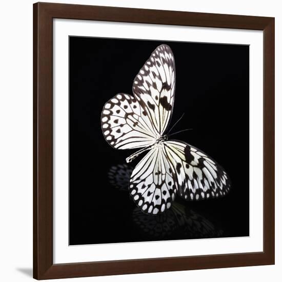 Butterfly-Sean Justice-Framed Photographic Print