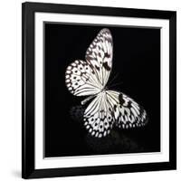 Butterfly-Sean Justice-Framed Photographic Print