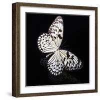 Butterfly-Sean Justice-Framed Photographic Print