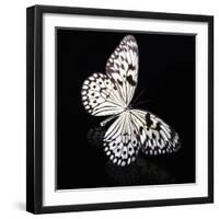 Butterfly-Sean Justice-Framed Photographic Print