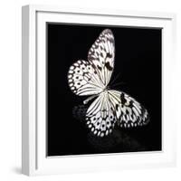 Butterfly-Sean Justice-Framed Photographic Print