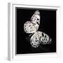 Butterfly-Sean Justice-Framed Photographic Print