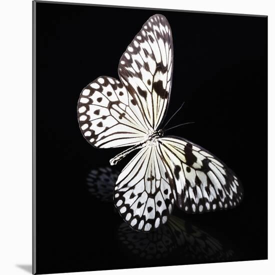 Butterfly-Sean Justice-Mounted Photographic Print