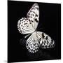 Butterfly-Sean Justice-Mounted Photographic Print