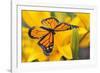 Butterfly-null-Framed Photographic Print