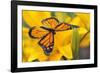 Butterfly-null-Framed Photographic Print