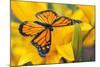 Butterfly-null-Mounted Photographic Print