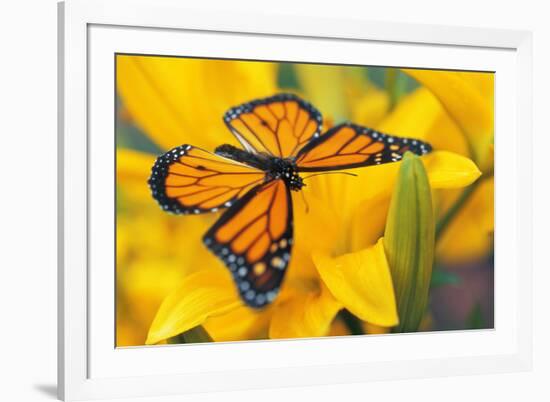 Butterfly-null-Framed Photographic Print