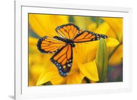 Butterfly-null-Framed Photographic Print