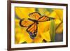 Butterfly-null-Framed Photographic Print