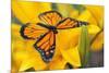 Butterfly-null-Mounted Photographic Print