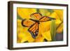 Butterfly-null-Framed Photographic Print