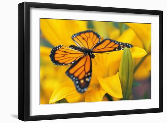 Butterfly-null-Framed Photographic Print