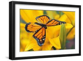 Butterfly-null-Framed Photographic Print