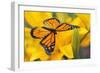 Butterfly-null-Framed Photographic Print