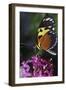 Butterfly-null-Framed Photographic Print