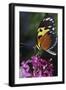 Butterfly-null-Framed Photographic Print