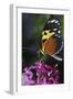 Butterfly-null-Framed Photographic Print