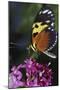 Butterfly-null-Mounted Photographic Print