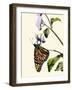 Butterfly-Karen Williams-Framed Photographic Print