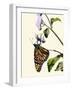 Butterfly-Karen Williams-Framed Photographic Print