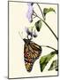 Butterfly-Karen Williams-Mounted Photographic Print