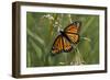 Butterfly-Gordon Semmens-Framed Photographic Print