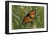 Butterfly-Gordon Semmens-Framed Photographic Print