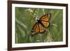 Butterfly-Gordon Semmens-Framed Photographic Print