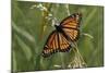 Butterfly-Gordon Semmens-Mounted Photographic Print