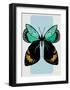 Butterfly-Ayse-Framed Art Print