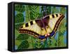 Butterfly-Tamas Galambos-Framed Stretched Canvas