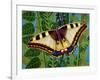 Butterfly-Tamas Galambos-Framed Giclee Print