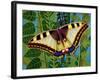 Butterfly-Tamas Galambos-Framed Giclee Print