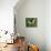 Butterfly-Tamas Galambos-Giclee Print displayed on a wall