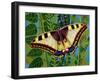 Butterfly-Tamas Galambos-Framed Giclee Print