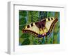 Butterfly-Tamas Galambos-Framed Giclee Print