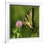 Butterfly-5fishcreative-Framed Giclee Print