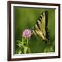 Butterfly-5fishcreative-Framed Giclee Print