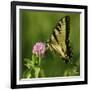 Butterfly-5fishcreative-Framed Giclee Print