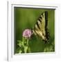 Butterfly-5fishcreative-Framed Giclee Print