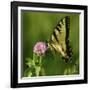 Butterfly-5fishcreative-Framed Giclee Print