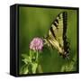 Butterfly-5fishcreative-Framed Stretched Canvas