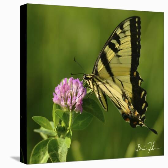 Butterfly-5fishcreative-Stretched Canvas