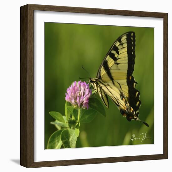 Butterfly-5fishcreative-Framed Giclee Print