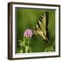 Butterfly-5fishcreative-Framed Giclee Print