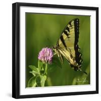 Butterfly-5fishcreative-Framed Giclee Print